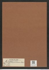 Auliscus pruinosus Bail. (de-Toni-Nr.: Genus 171, Species 4351) Zeichnungen Sammlung Grunow Mappe 04310 (Herbarium_W_Grunow_drawings_Folder_04310)
